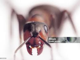 Attēlu rezultāti vaicājumam “Formica rufa imago”