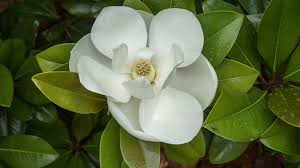 Attēlu rezultāti vaicājumam “Magnolia”
