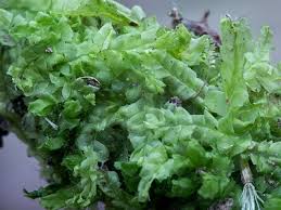 Attēlu rezultāti vaicājumam “Lophocolea”