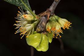 Attēlu rezultāti vaicājumam “Exobasidiales”