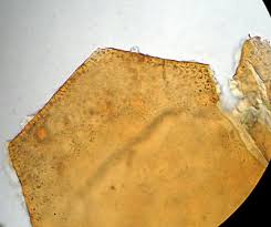 Attēlu rezultāti vaicājumam “Licea minima”