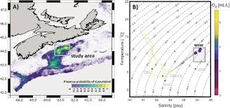 Image result for Vazella pourtalesii