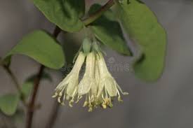 Attēlu rezultāti vaicājumam “Lonicera caerulea var. pallasii flower”