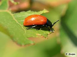 Attēlu rezultāti vaicājumam “Chrysomela populi”