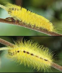 Attēlu rezultāti vaicājumam “Acronicta leporina larva”