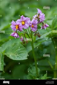 Attēlu rezultāti vaicājumam “Solanum tuberosum flower”