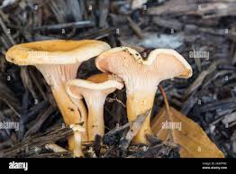 Attēlu rezultāti vaicājumam “Hygrophoropsis aurantiaca”