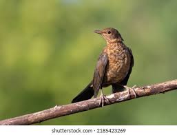 Attēlu rezultāti vaicājumam “Turdus merula juvenile”