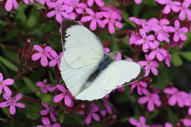 Attēlu rezultāti vaicājumam “Pieris brassicae female”