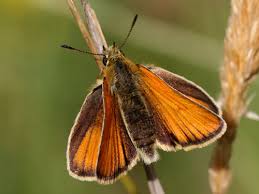 Attēlu rezultāti vaicājumam “Thymelicus lineola underside”