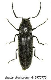 Attēlu rezultāti vaicājumam “Hemicrepidius sp.”