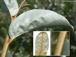 Attēlu rezultāti vaicājumam “Elaeagnus commutata”