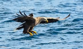 Attēlu rezultāti vaicājumam “Haliaeetus albicilla adult”