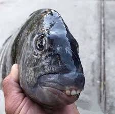 Image result for Archosargus probatocephalus