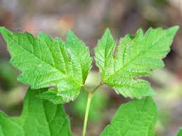 Attēlu rezultāti vaicājumam “Viburnum opulus leaf”