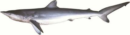Image result for Carcharhinus falciformis