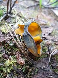 Attēlu rezultāti vaicājumam “Caloscypha fulgens”