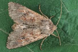 Attēlu rezultāti vaicājumam “Apamea sordens”