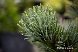 Attēlu rezultāti vaicājumam “Pinus pumila”