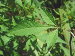 Attēlu rezultāti vaicājumam “Bidens frondosa”