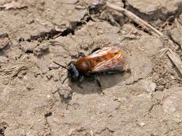 Attēlu rezultāti vaicājumam “Thecabius affinis nymph”