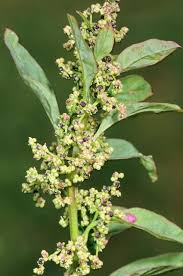 Attēlu rezultāti vaicājumam “Chenopodium polyspermum var. acutifolium flower”