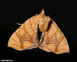 Attēlu rezultāti vaicājumam “Eulithis sp.”