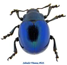 Attēlu rezultāti vaicājumam “Chrysomelidae”