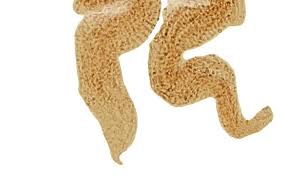 Attēlu rezultāti vaicājumam “Dienerella elongata”