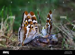Attēlu rezultāti vaicājumam “Apatura iris underside”