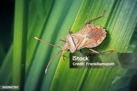 Attēlu rezultāti vaicājumam “Coreus marginatus imago”