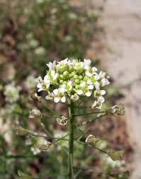 Attēlu rezultāti vaicājumam “Capsella bursa-pastoris fruit”