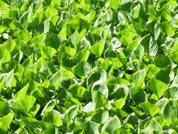 Attēlu rezultāti vaicājumam “Alisma gramineum leaf”