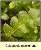 Attēlu rezultāti vaicājumam “Calypogeia muelleriana”