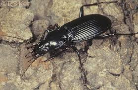 Attēlu rezultāti vaicājumam “Pterostichus niger”