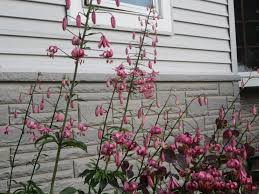 Attēlu rezultāti vaicājumam “Lilium martagon flower”