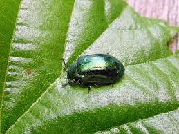 Attēlu rezultāti vaicājumam “Linaeidea aenea”