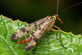 Attēlu rezultāti vaicājumam “Panorpa communis”