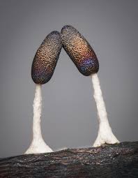 Attēlu rezultāti vaicājumam “Physarum murinum stalked”