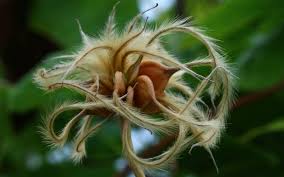 Attēlu rezultāti vaicājumam “Clematis fruit”