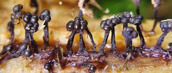 Attēlu rezultāti vaicājumam “Metatrichia floriformis macro”