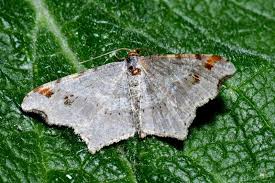 Attēlu rezultāti vaicājumam “Macaria alternata”