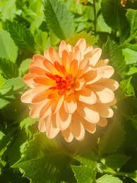 Image result for Dahlia x pinnata `Redskin`