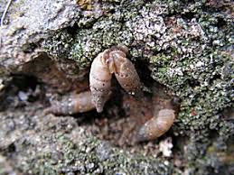 Attēlu rezultāti vaicājumam “Clausiliidae”