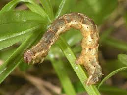 Attēlu rezultāti vaicājumam “Lampropteryx suffumata”