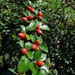 Attēlu rezultāti vaicājumam “Cotoneaster divaricatus fruit”