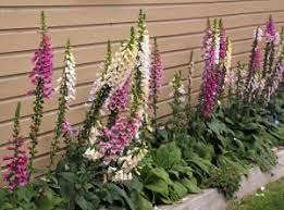 Image result for Digitalis purpurea