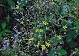 Attēlu rezultāti vaicājumam “Mycelis muralis”