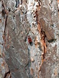 Attēlu rezultāti vaicājumam “Caenolyda reticulata”
