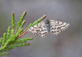 Attēlu rezultāti vaicājumam “Ematurga atomaria”